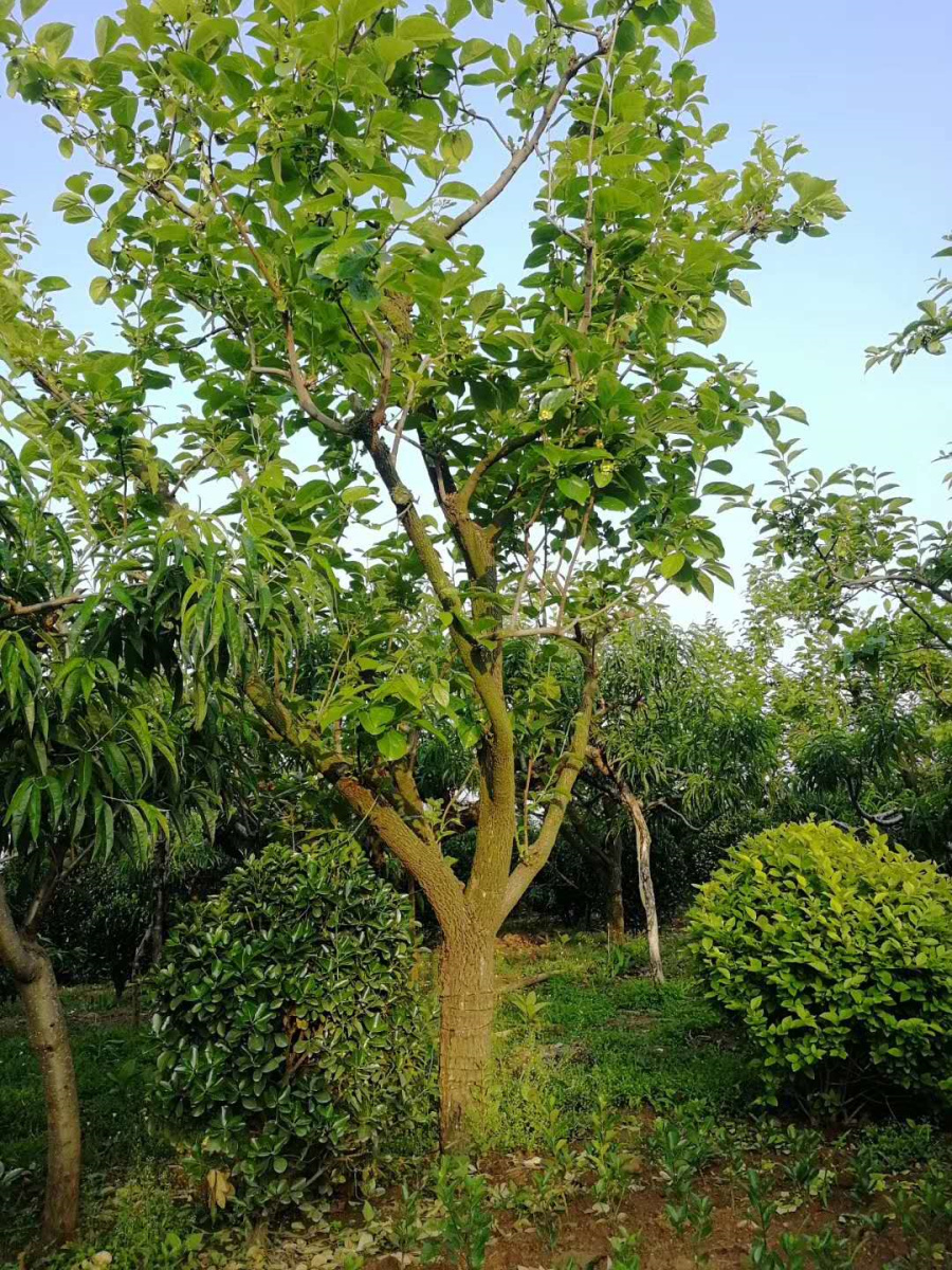 柿子樹2