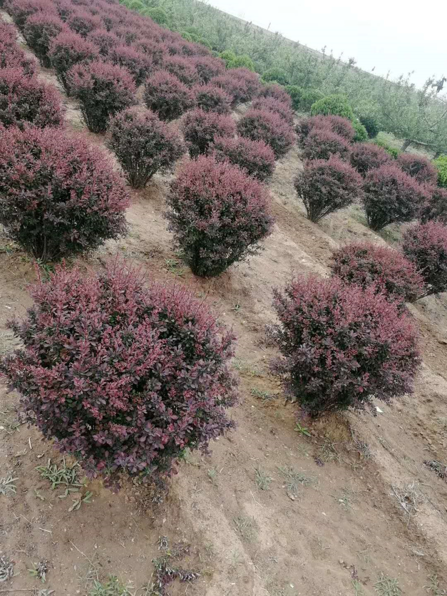 紫葉小檗