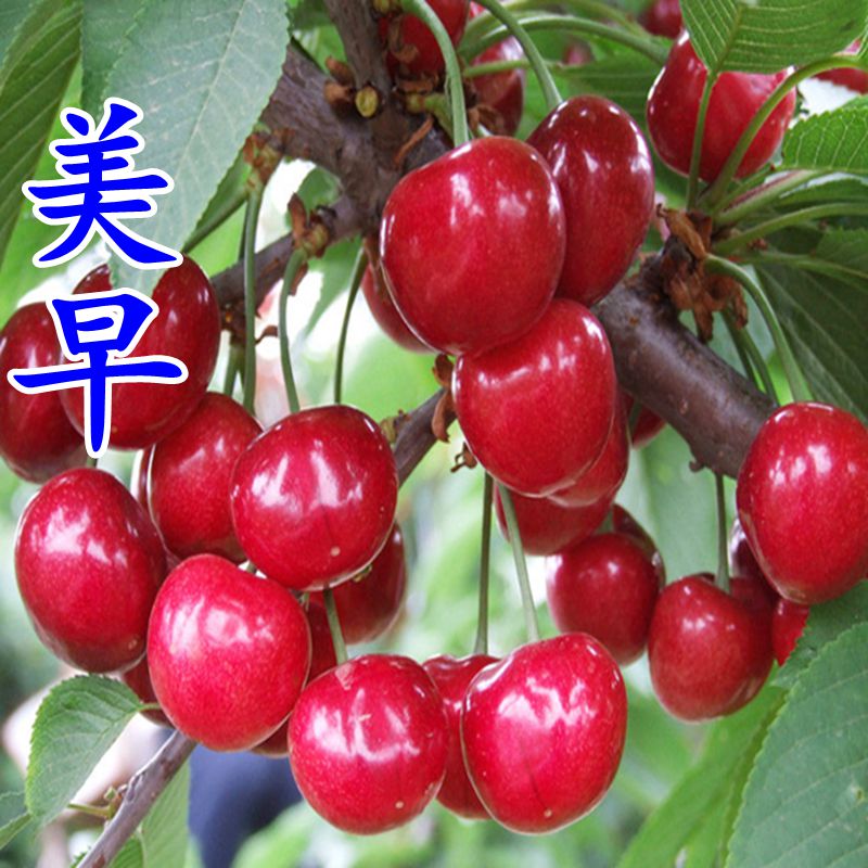 美早800