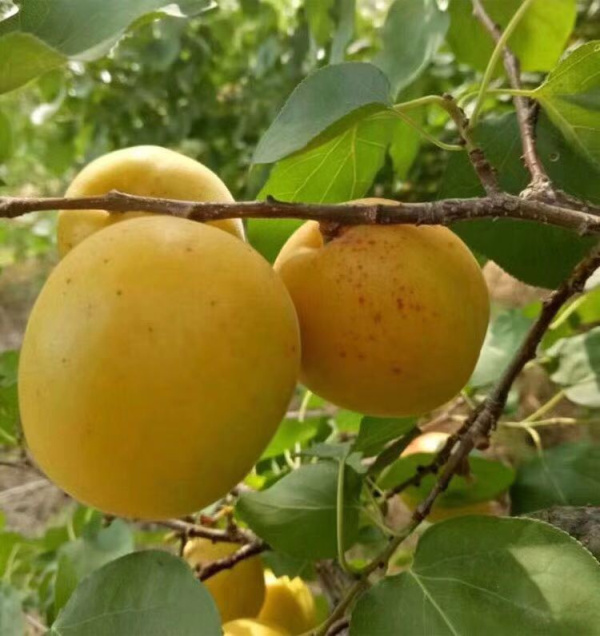 荷蘭香蜜杏